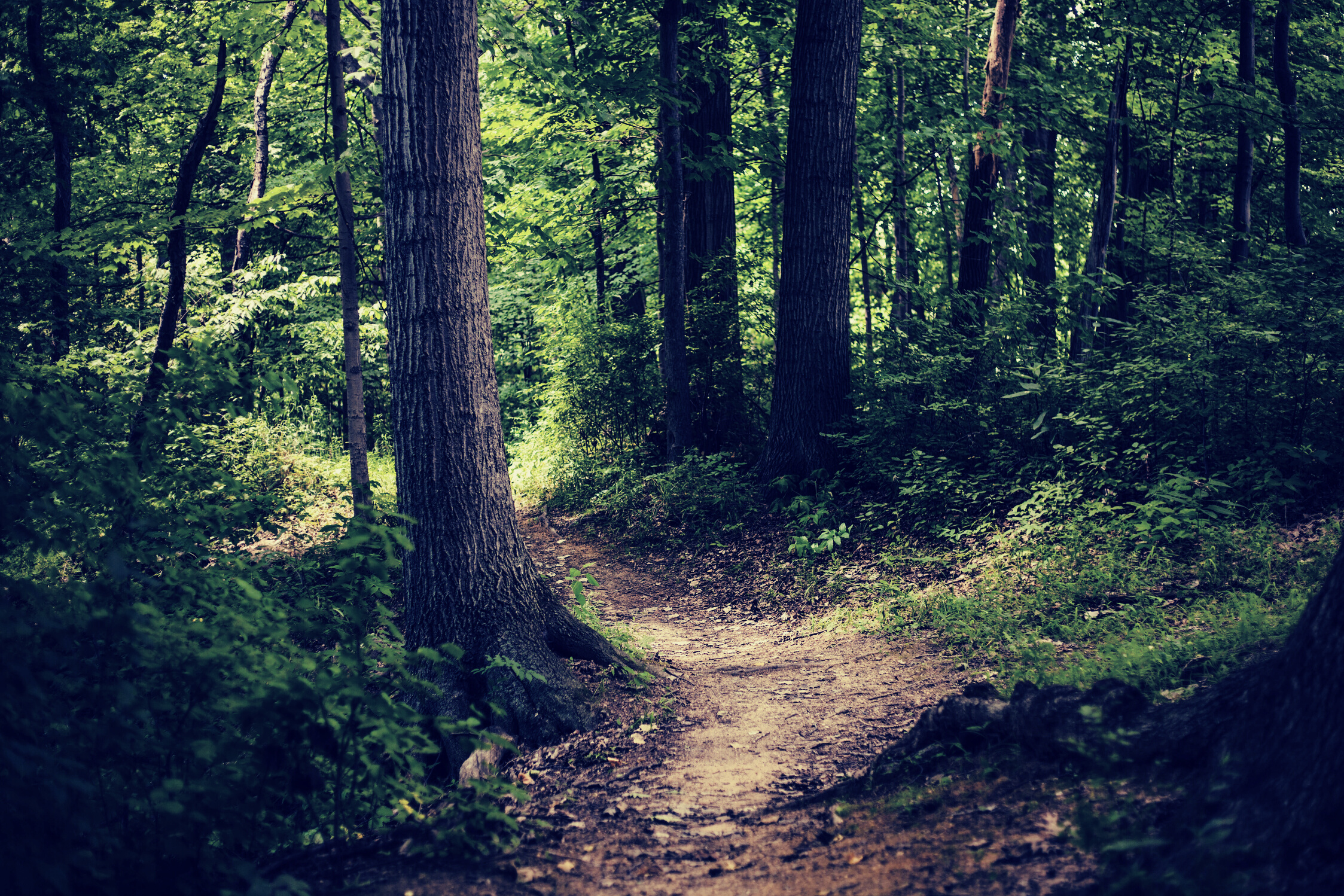 Path in the Forest