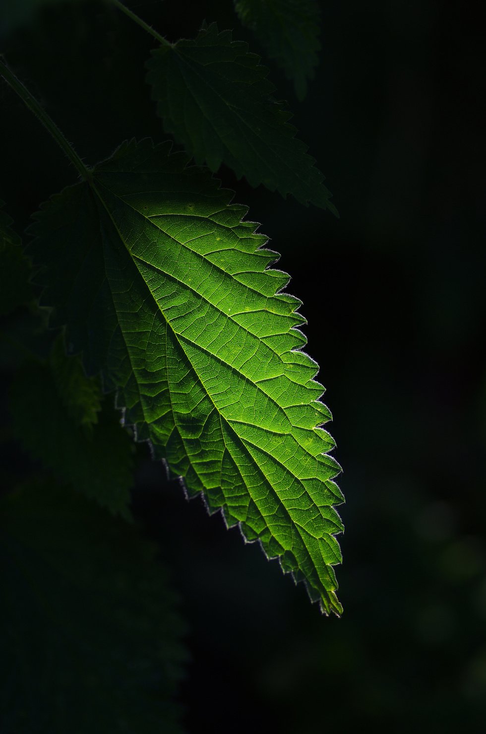 Leaf in Nature